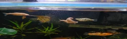 Danios fish for sale: Various tropical fish  in Wirral - Advert 6