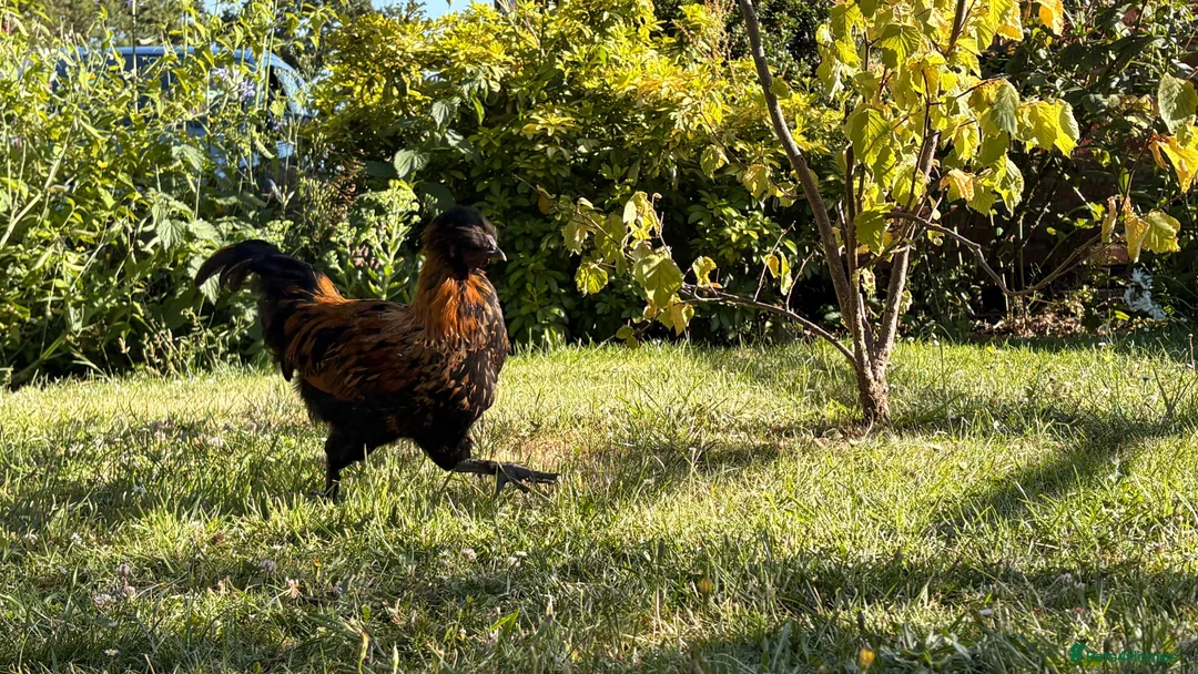 Chickens poultry for sale: 3 polish cocks  in Rayleigh - Advert 6
