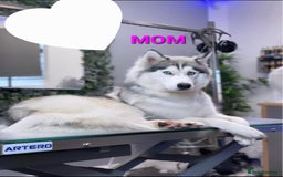 Siberian Husky dogs for sale: ready to go Wooly Siberian Husky - Image 8