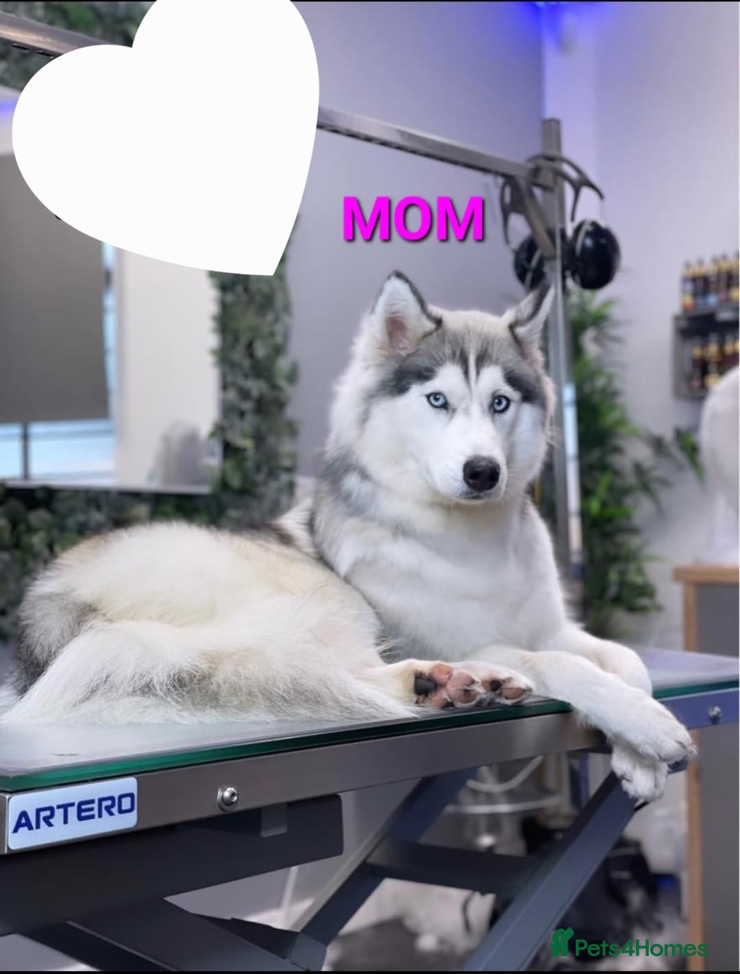 Siberian Husky dogs for sale: ready to go Wooly Siberian Husky - Image 8