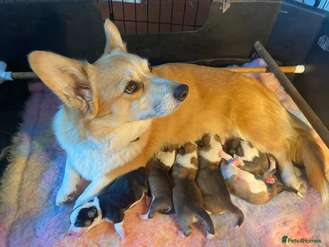 Welsh Corgi Pembroke dogs for sale: KC registered corgi puppies need a new home - Advert 1