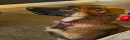 German Shepherd dogs for sale: 12 week old German shepherd puppies in Crook - Advert 16