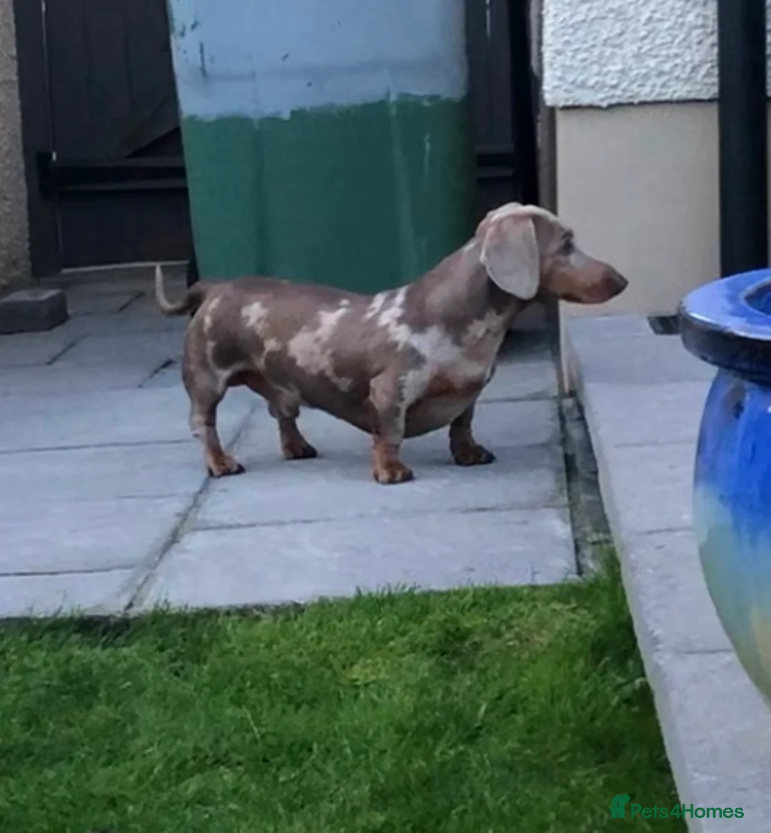Miniature Dachshund dogs for stud: Handsome Isabella tan miniature dachshund  in Maryport - Advert 8