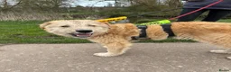 Mixed Breed dogs for adoption: Meet Toby, currently residing in Fife in Cupar - Advert 7