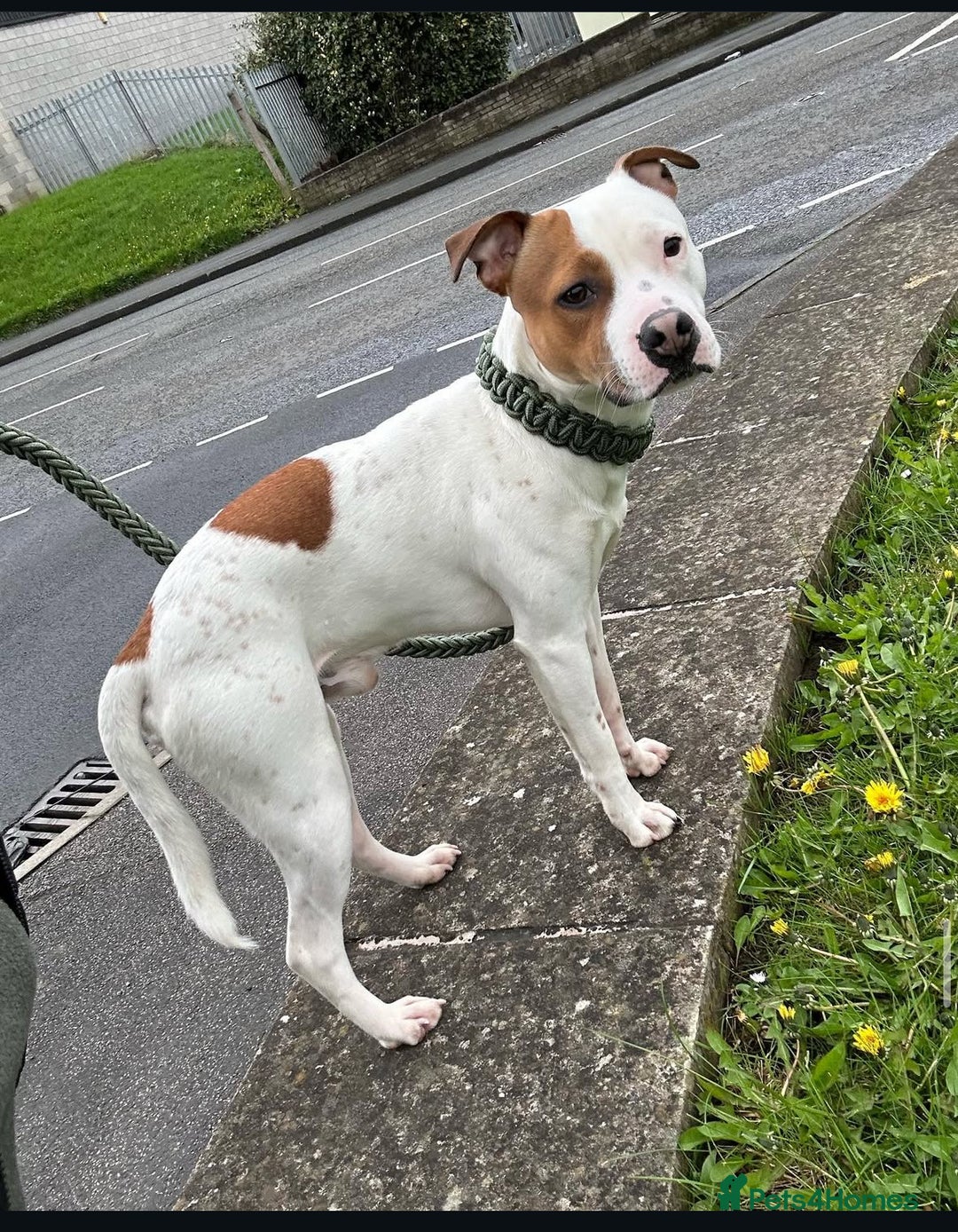 Mixed Breed dogs for sale: Staffy  - Image 2