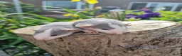 Rat rodents for sale: Adorable baby rats - Advert 10