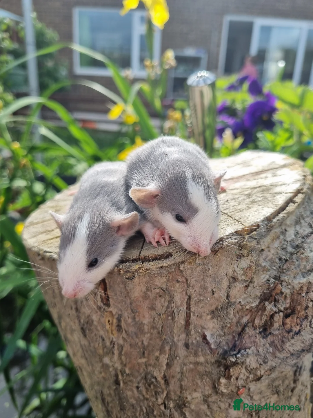 Rat rodents for sale: Adorable baby rats - Advert 10