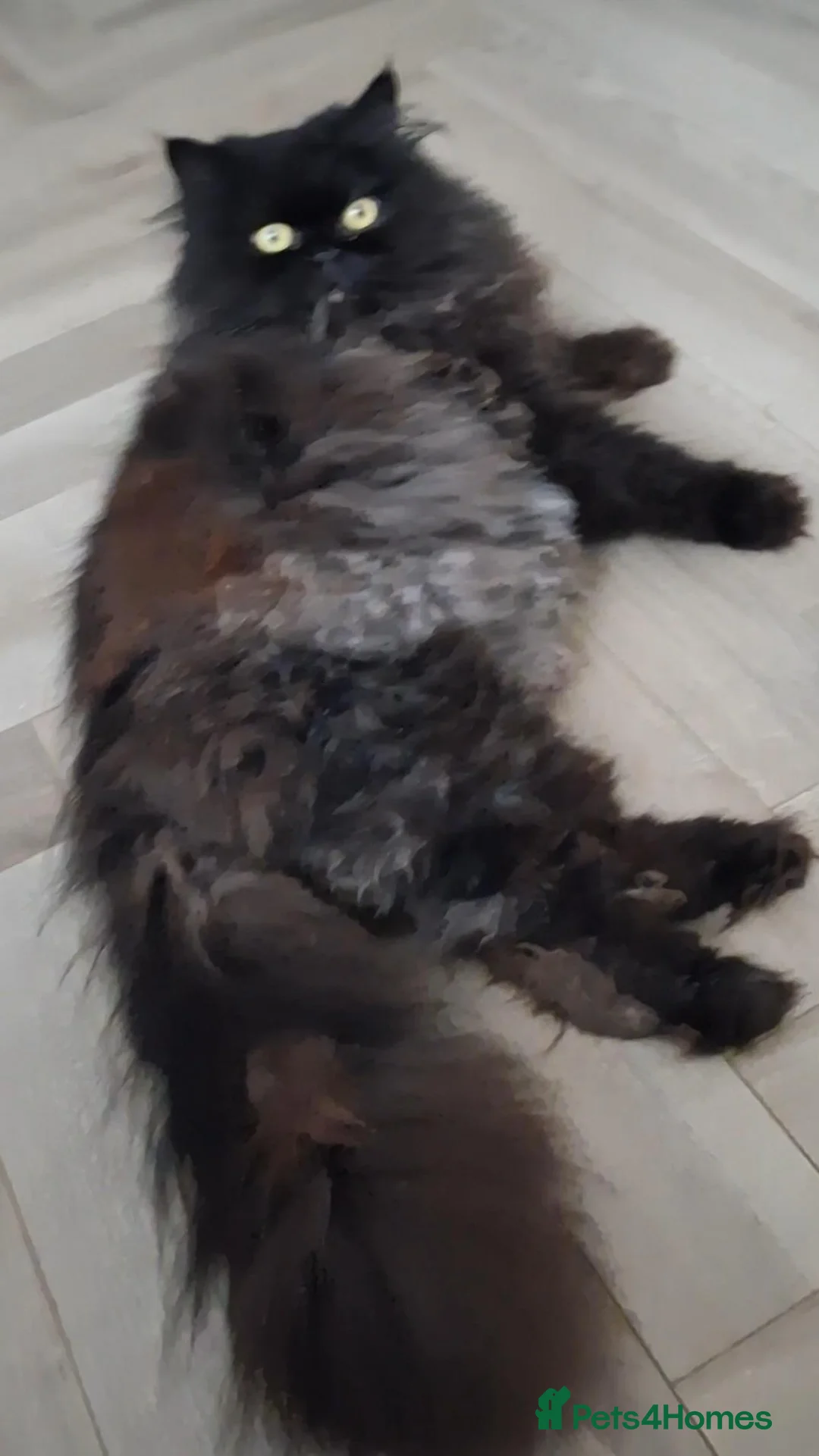 Persian cats for sale: Playful persion cross - Advert 5