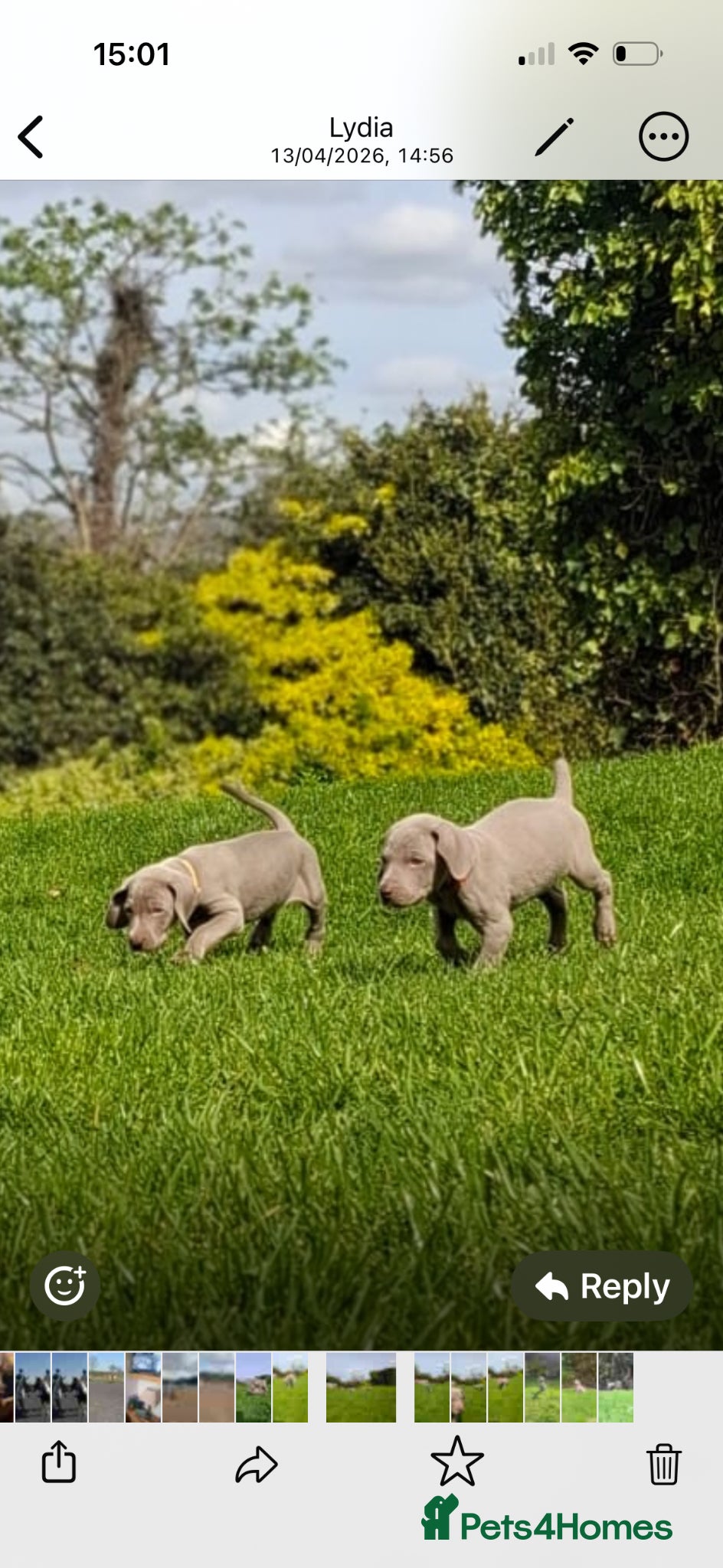 Weimaraner dogs Quality KC Reg health tested Weimaraner Puppies - Advert 9