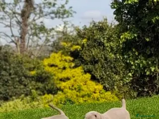 Weimaraner dogs Quality KC Reg health tested Weimaraner Puppies - Advert 9