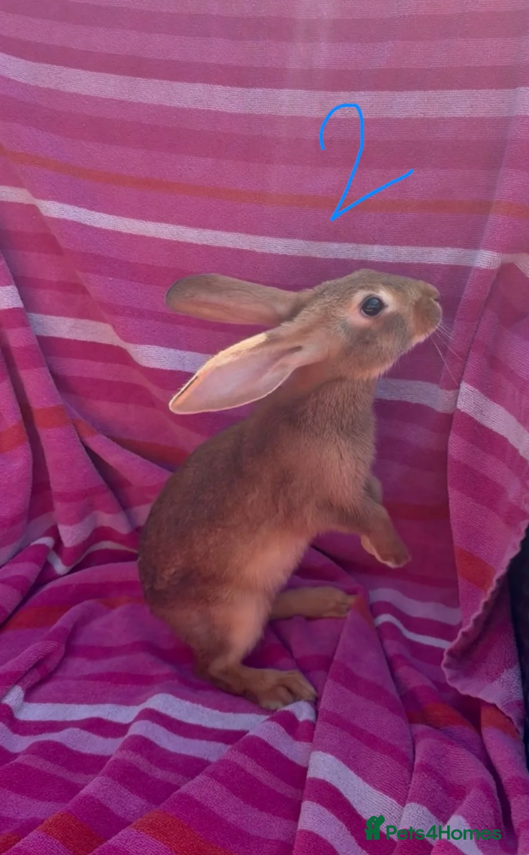 Belgian Hares rabbits for sale: 2 beautiful male Belgian hares ready babies  - Advert 2