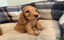Cocker Spaniel dogs for sale: * KC Registered show type cockers * - Image 15