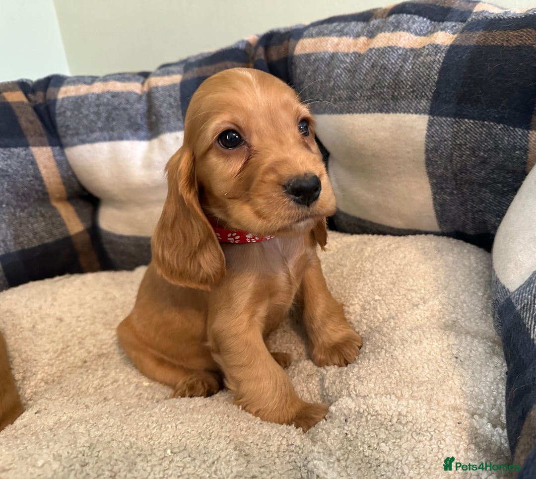 Cocker Spaniel dogs for sale: * KC Registered show type cockers * - Image 15