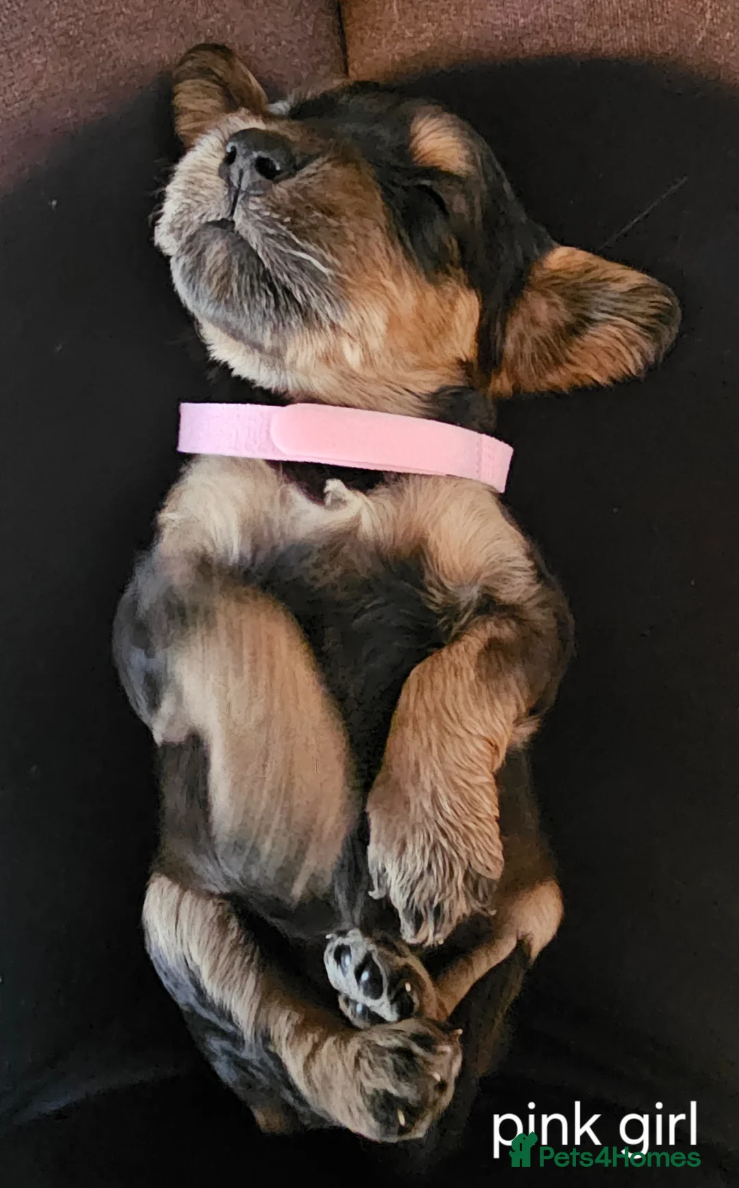 Cockapoo dogs for sale: Beautiful F1 cockapoo puppies ..6 girls 4 boys - Advert 1