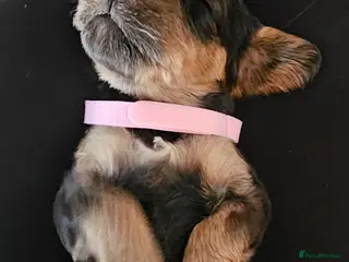 Cockapoo dogs Beautiful F1 cockapoo puppies ..6 girls 4 boys - Advert 1