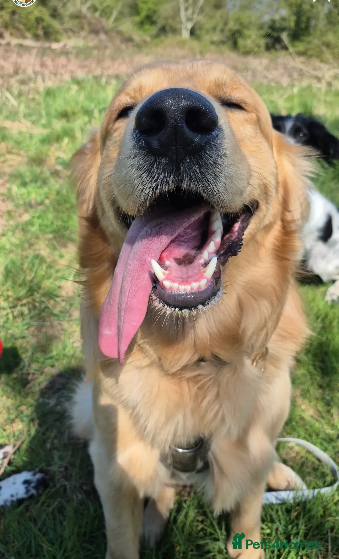 Golden Retriever dogs for stud: 5th Generation 2yo Toasted Golden Retriever - Advert 11