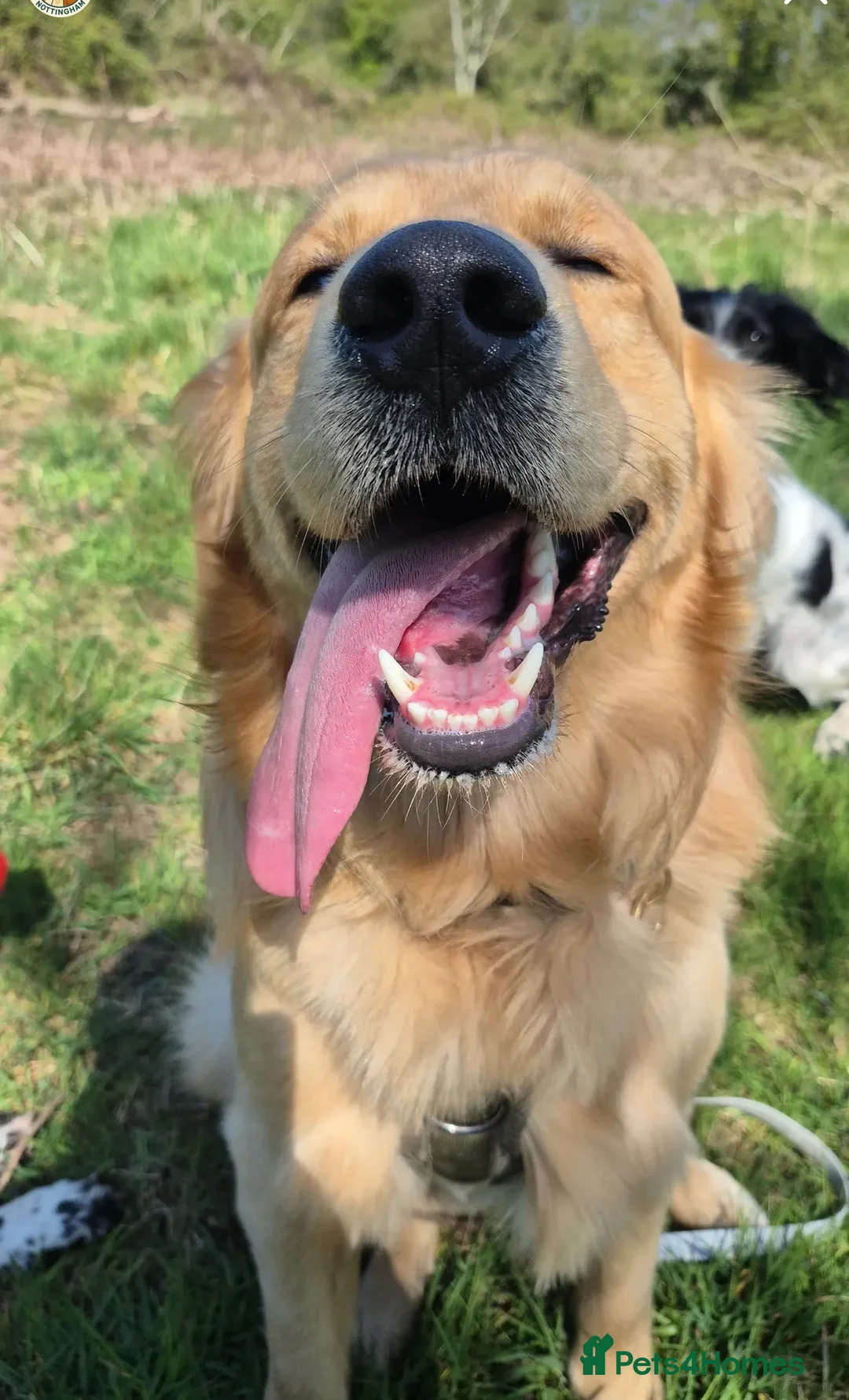 Golden Retriever dogs for stud: 5th Generation 2yo Toasted Golden Retriever - Advert 11