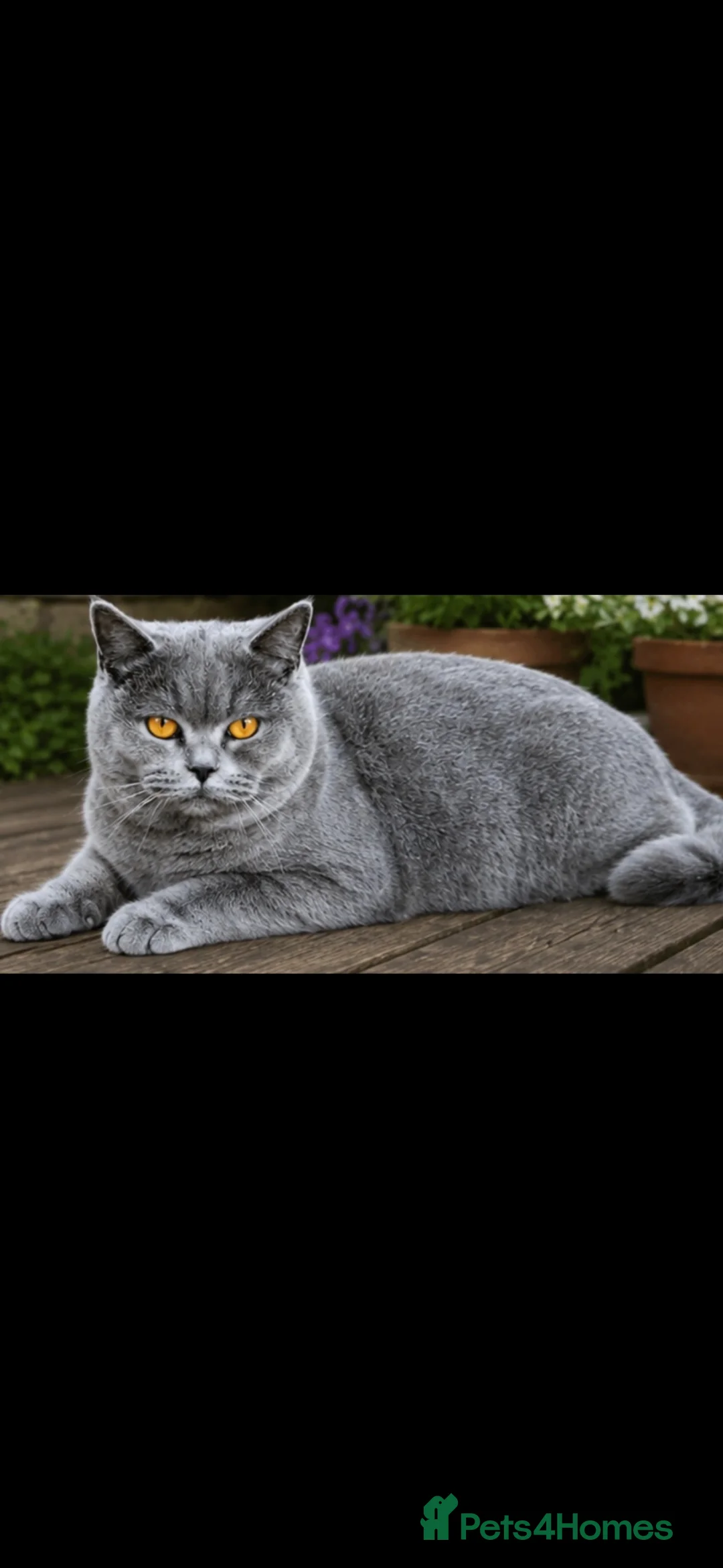 British Shorthair cats for sale: Champagne Lilac/Fawn British Shorthair Kittens 💜 - Advert 11