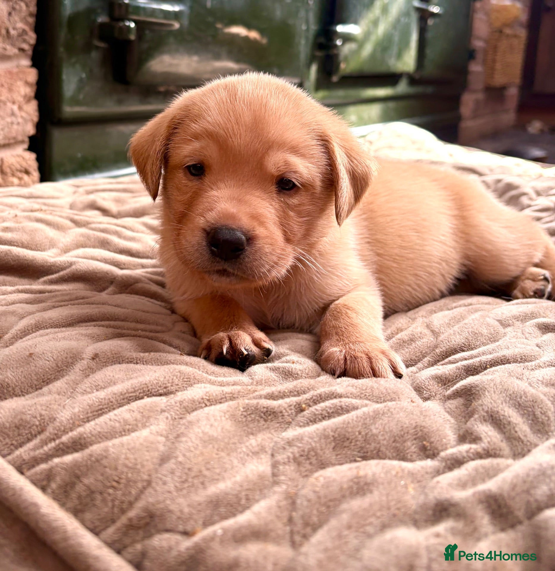 Labrador Retriever dogs ♥️4 week old black+golden, KC Registered labs❤️ - Advert 13