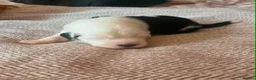 Old English Sheepdog dogs for sale: Old English Saints  - Advert 31