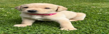 Labrador Retriever 6