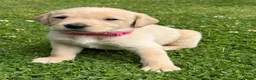 Labrador Retriever dogs for sale: Healthy puppies waiting loved by a new family  in Cheltenham - Advert 13