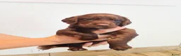 Sprocker dogs for sale: Beautiful Sprocker puppies for sale - Advert 10