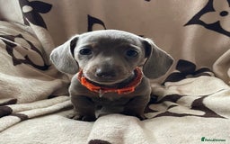 Miniature Dachshund dogs for sale: Mini dachshund pups (health clear) - Image 7