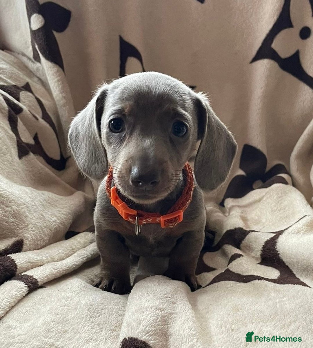 Miniature Dachshund dogs for sale: Mini dachshund pups (health clear) - Image 7