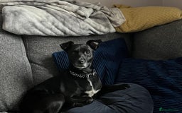 English Springer Spaniel dogs for adoption: DAISEY THE SPRINGER & WINNIE THE LABRADOR X PARSON - Image 8