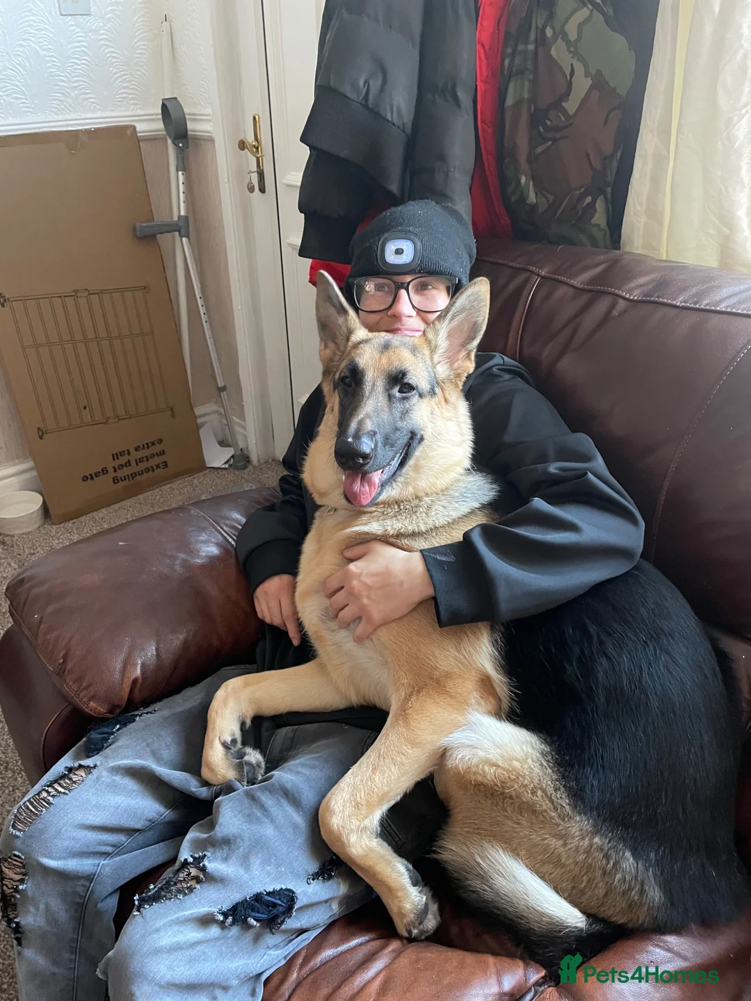 German Shepherd dogs for sale: German shepherd female - Advert 2