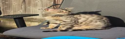 Bengal cats for sale: Gorgeous Pedigree Bengal Kittens Waitlist - Advert 3