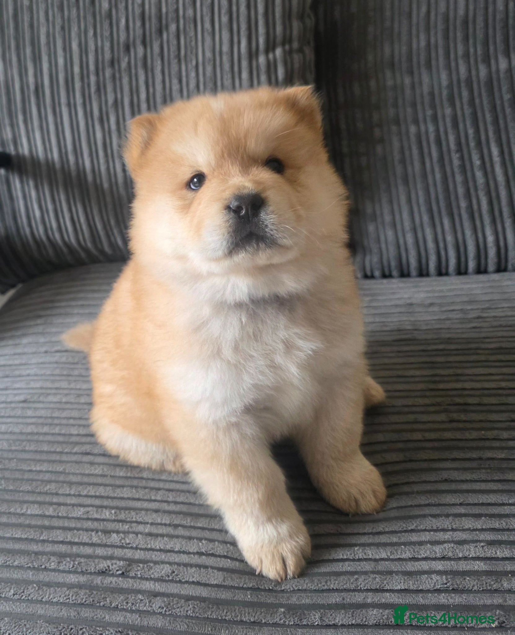 Chow Chow dogs 🐶 Exceptional Traditional Chow Chow Puppies 🐻 - Advert 2