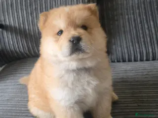 Chow Chow dogs 🐶 Exceptional Traditional Chow Chow Puppies 🐻 - Advert 4