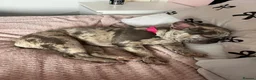 French Bulldog dogs for sale: French bulldog  - Advert 4