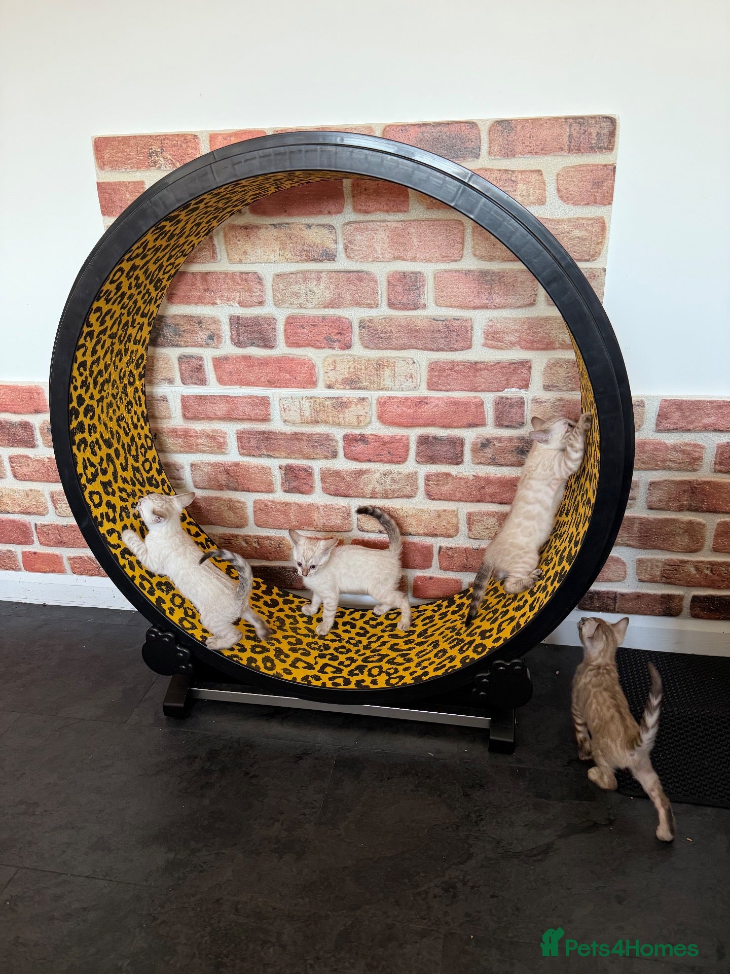 Bengal cats Blue-eyed Albinos Bengal Kittens, TICA-Active! 🏆 - Advert 2