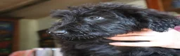 Labradoodle dogs for sale: Labradoodle Puppies Last 2 Boys Price Reduced - Advert 6