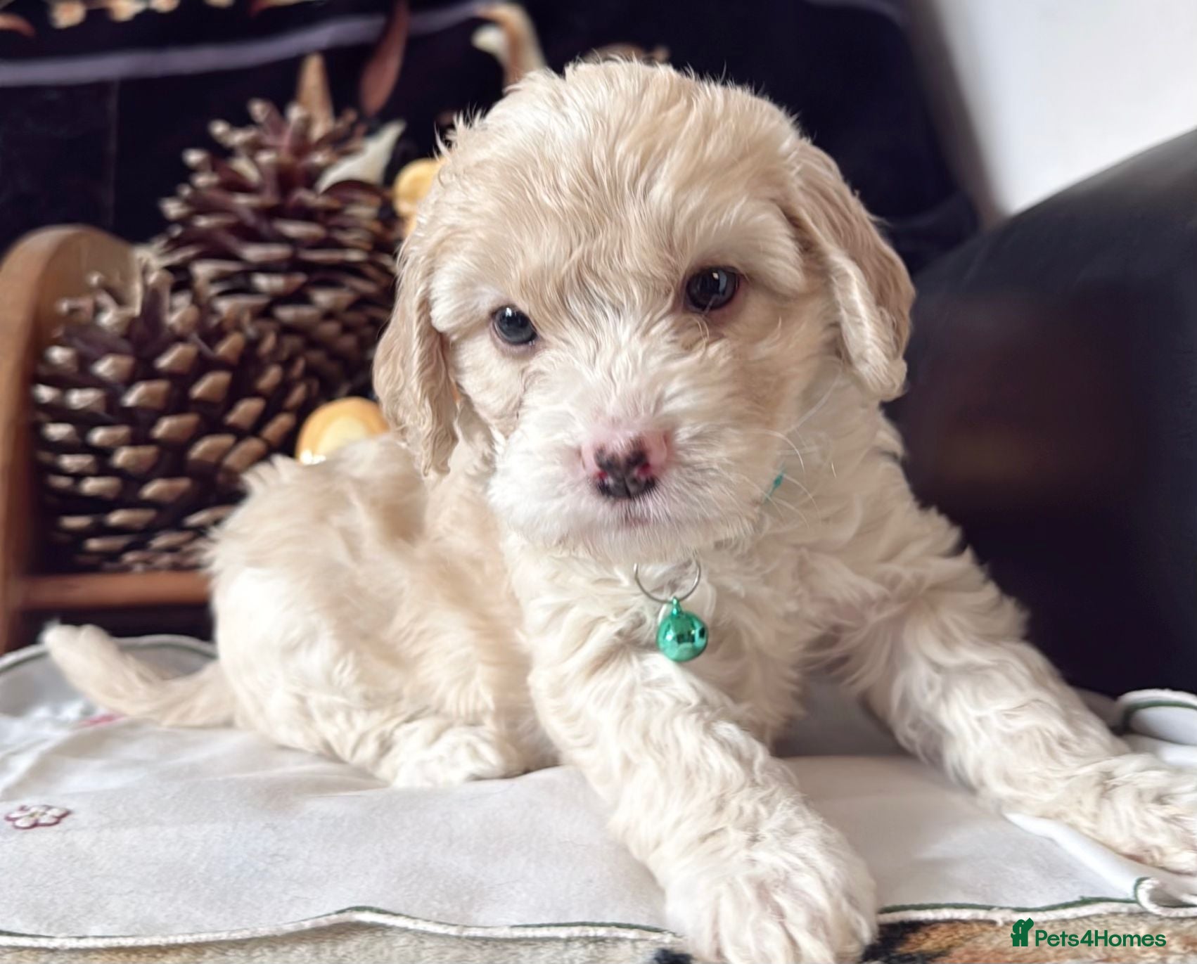 Cockapoo dogs Four girls left - Advert 2