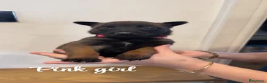 Belgian Shepherd Dog 11