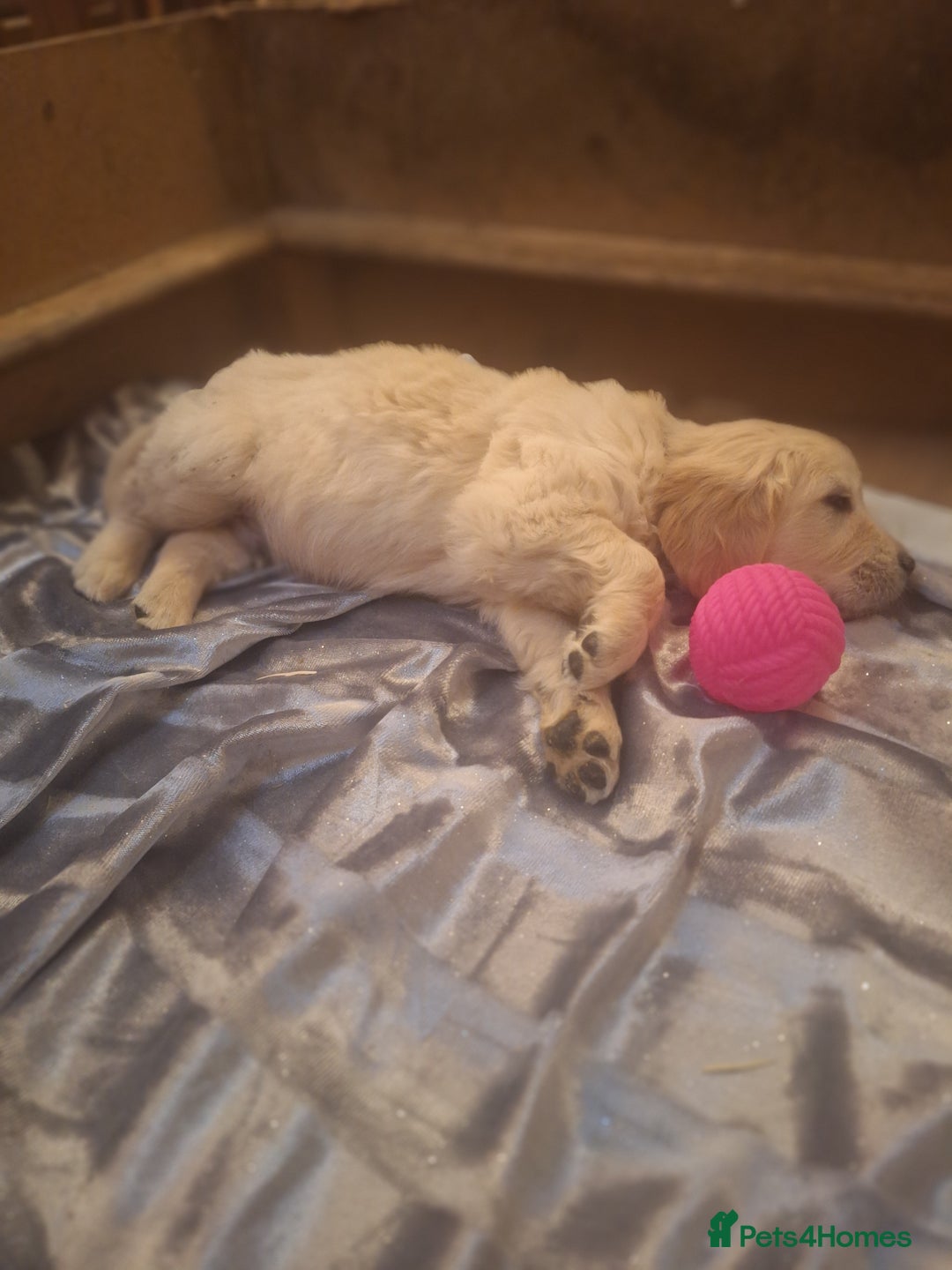 Golden Retriever dogs for sale: ⭐️⭐️Gorgeous White Golden Retriever Pups⭐️⭐️ - Advert 6