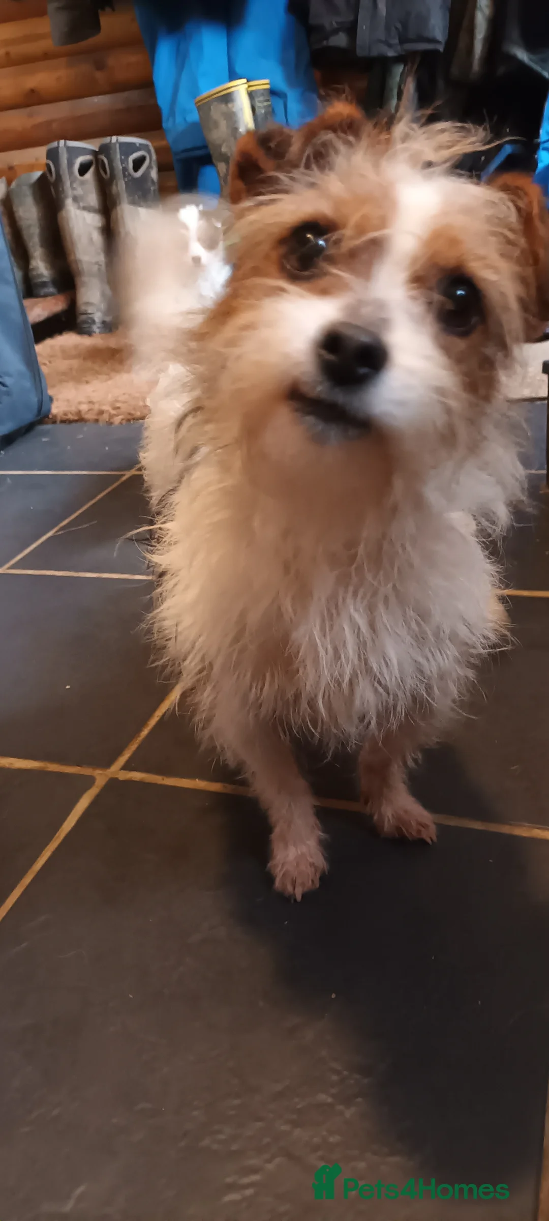 Jack Russell dogs for sale: Jack Russell puppies  - Advert 3