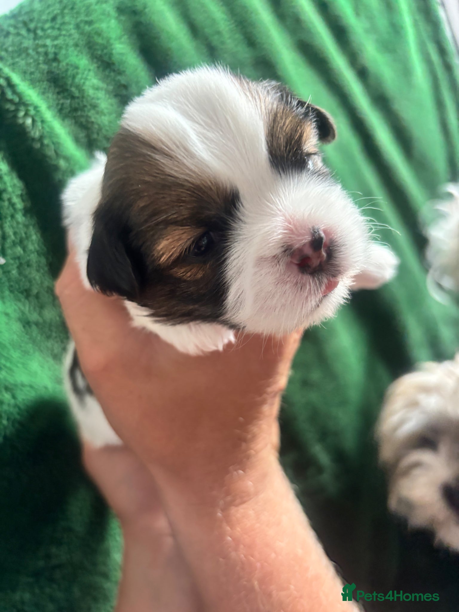 Mixed Breed dogs Lhasapoo puppies  - Advert 2