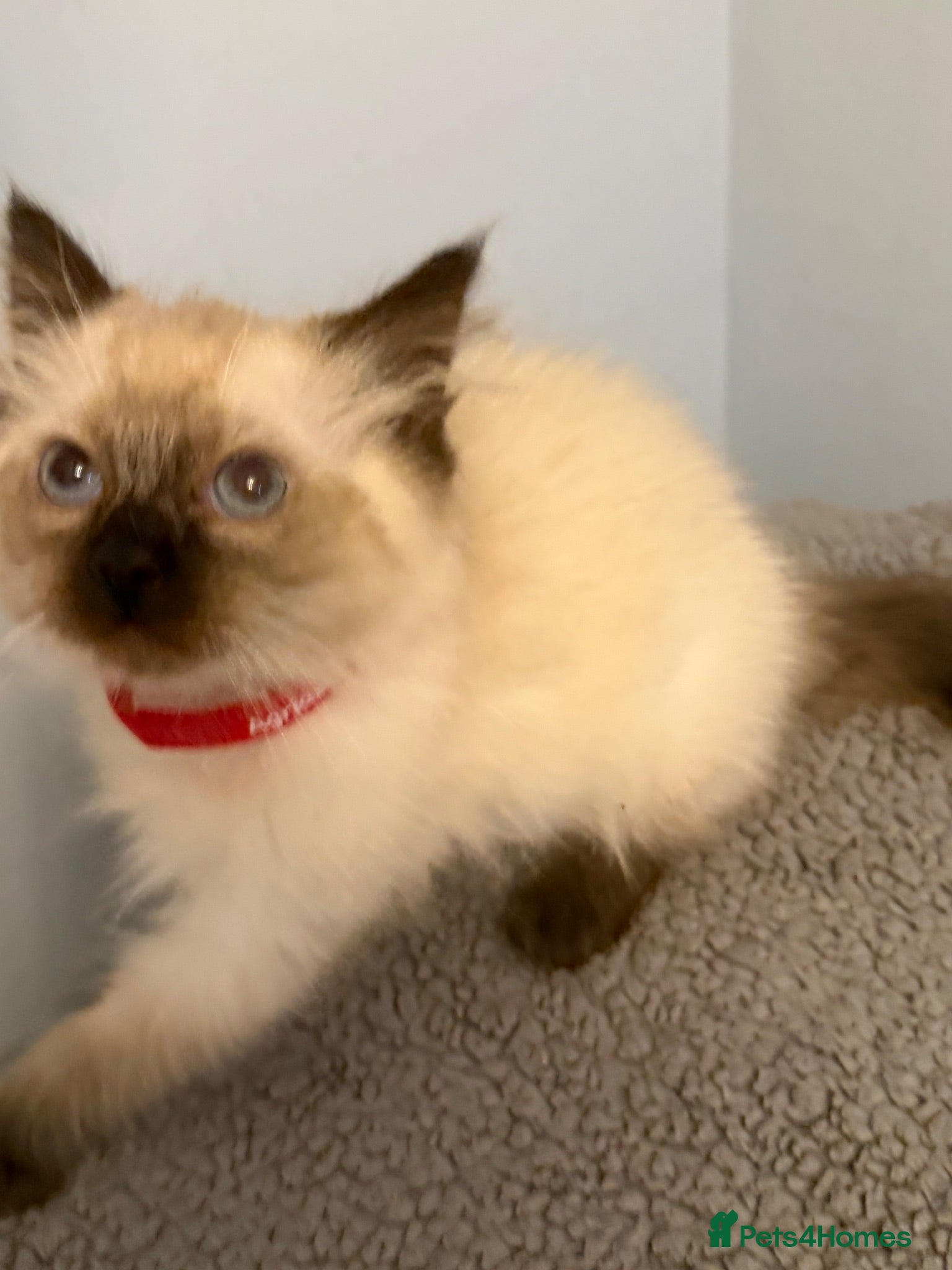 Ragdoll cats Beautiful ragdoll kittens Parents DNA tested & -ve - Advert 5