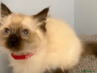 Ragdoll cats Beautiful ragdoll kittens Parents DNA tested & -ve - Advert 5