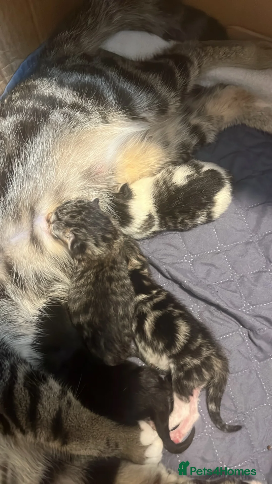 Mixed Breed cats for sale: Kittens - Advert 5