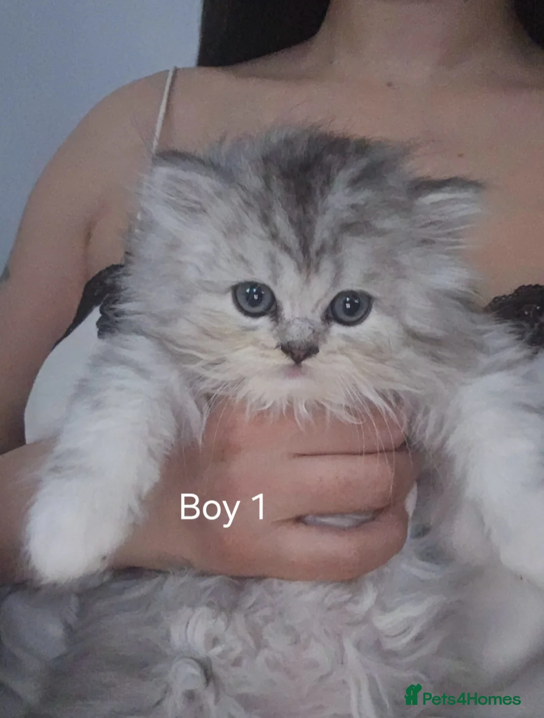 Persian cats for sale: 2 beautiful Persian Chinchilla kittens for sale - Advert 2