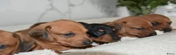 Miniature Dachshund dogs for sale: Beautiful Mini Dachshund Puppies – Home Raised - Advert 18
