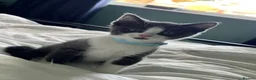 Mixed Breed cats for sale: REGGIE male 1 year old  in Ipswich - Advert 7