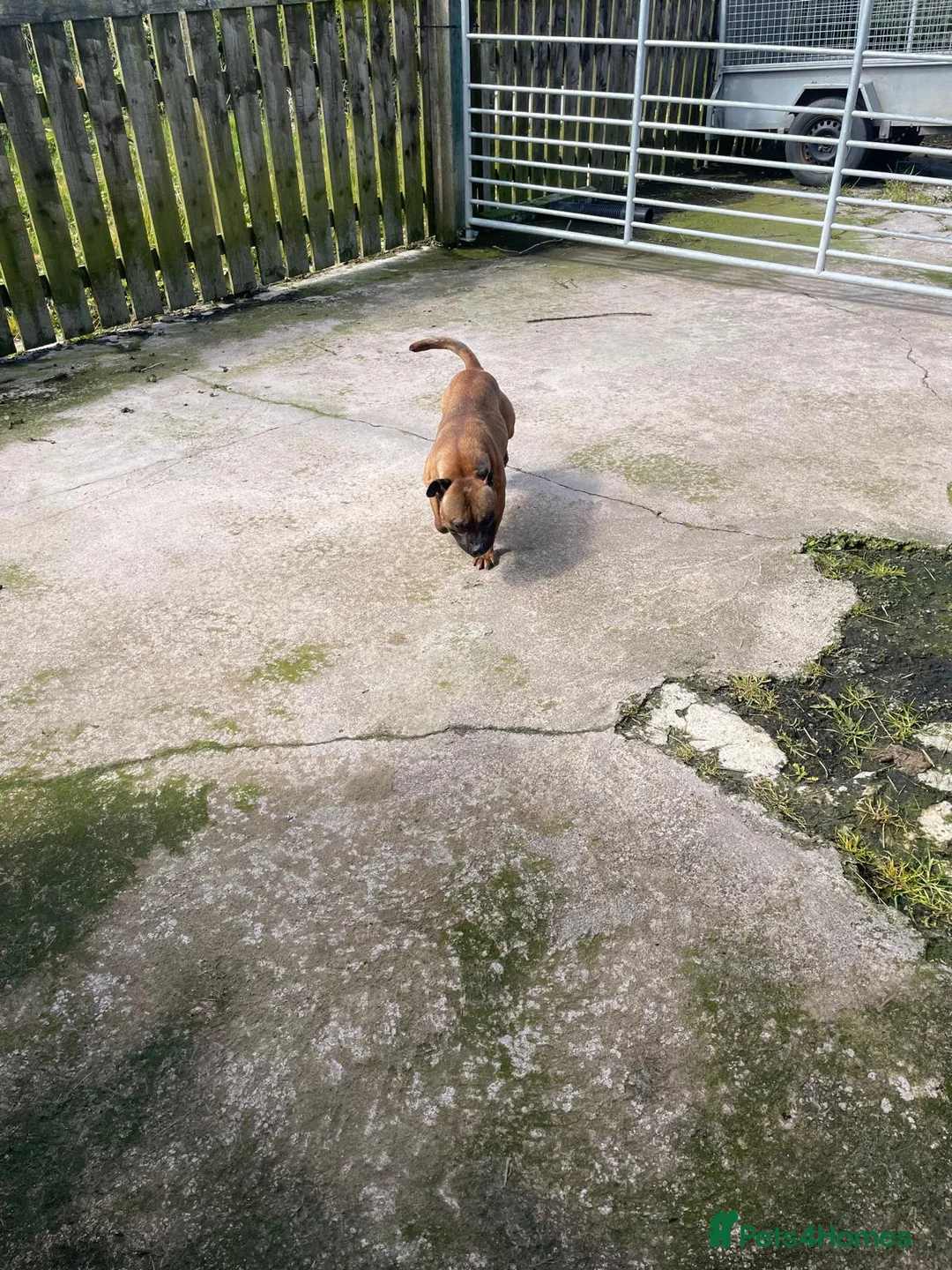 Staffordshire Bull Terrier dogs for sale: Staffordshire bull terrier  - Advert 5