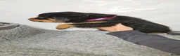 Rottweiler dogs for sale: Gorgeous rottweiler pups - Advert 3